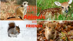 Baby Animals and Friends