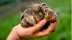 How One Italian Company Milks Slime Out Of Thousands Of Snails