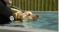 Dog Tales Rescue