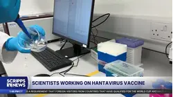 Scientists closing in on hantavirus vaccine after cruise ship outbreak