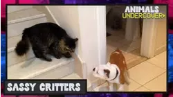 Animals Undercover | Sassy Critters