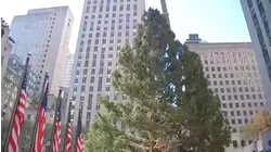 This year's Rockefeller Center Christmas tree is now in place