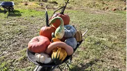 East End farms hope for busy weekend after rainy start to the fall harvest