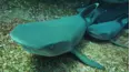 Viral Wild