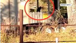 Last Escaped Monkey From Mississippi Truck Crash Captured