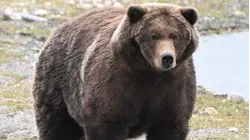 Backpack Wins Fat Bear Week: The Cute Story Behind His Name