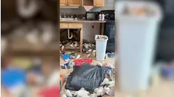 Rescue effort of hundreds of rats begins at condemned Rocky Point home