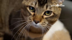 TPC Channel Chasers | Veterinarian's Hospital