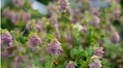 Garden Guide: Simple design tips to make your garden your own