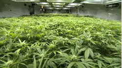 Gun ban for marijuana users gets Supreme Court review