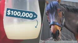 Why Horse Semen Is The World's Most Expensive Liquid