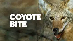 Woman bitten by coyote in Hastings-on-Hudson