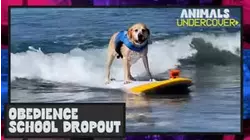 Obedience School Dropout