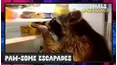 Animals Undercover