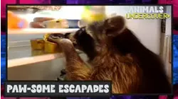 Animals Undercover | Paw-some Escapades
