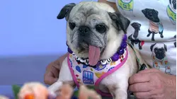 Meet Jinny Lu, the 2026 Winner of the World's Ugliest Dog Contest