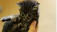 Kitten Love