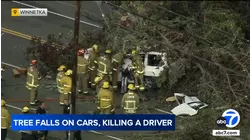 Driver killed after large tree falls onto cars in Winnetka