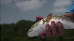 Reel Animals S14:E13 "Summer Days"