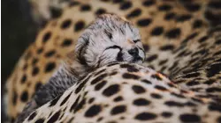 Usana The Cheetah Cub