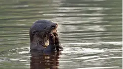 The Pantanal