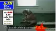 Funniest Pets & People