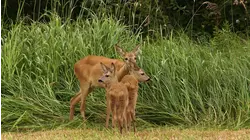 Mating Games and Birth Days