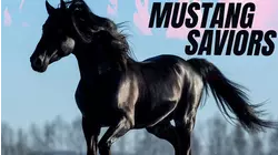 Mustang Saviors