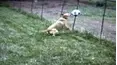 Funniest Pets & People