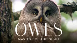Owls - Masters of the Night