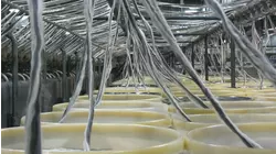 Paris Sewers, Beretta, Cotton