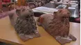 Antiques Road Trip