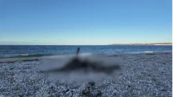 'There's skeletons.' Residents concerned about increasing number of dead birds on Bayville beaches