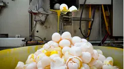 Why This Bird Flu Is Way Worse Than Before