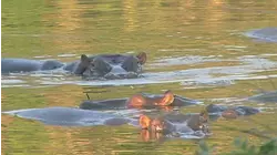 South Africa: On Safari!