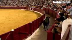 Raging Bull Leaps Over Safety Barrier at Bullfight Arena in Spain