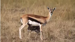 Nature Scenes Baby Animals: Gorilla, Prairie Dog, Snow Monkey, Gazelle