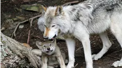 Nature Scenes Baby Animals: Baby Tapir, Wolf and Fox