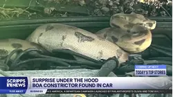 Surprise under the hood: Boa constrictor found in Wisconsin family's car