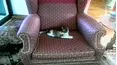 Funniest Pets & People