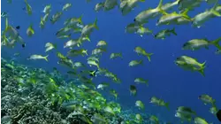 Smart Pups and Fish Baths