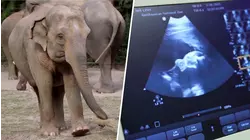 Baby Elephant on the Way at National Zoo: See the Ultrasound!