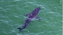 Lifeguard in Maine Survives Terrifying Close Call With Shark