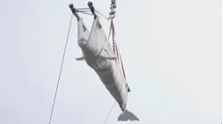 Beluga Whales Welcomed in Chicago After Being Rescued