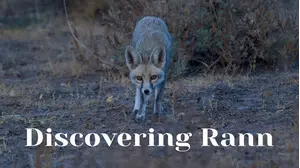 Discovering Rann