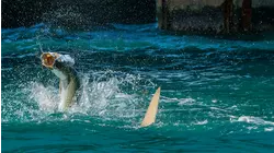 Tarpon Invasion Bahia Honda