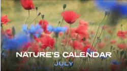 July