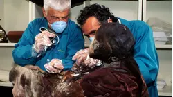 Antarctic Island Mysteries