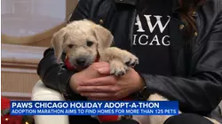 PAWS Chicago Holiday Adopt-A-Thon event underway