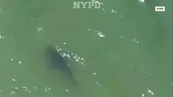Officials Use Drones to Keep Swimmers Safe From Sharks
